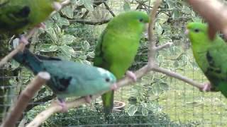 Catharinaparkieten  Aviarybirds – Parakeets – Budgie – Parakeets – Parkieten – Lovebirds [upl. by Dnomrej]