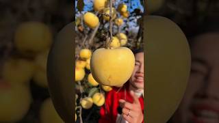 Some special kind of fruits which is too tasty 😋🍊🥭🍎shorts nature fruit [upl. by Herzog]