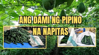 ANG DAMING NA HARVEST NA PIPINO [upl. by Aytac933]