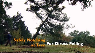 How to Safely Notch a Tree for Direct Felling [upl. by Tristan]