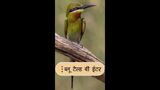 ब्लूटैल्ड बीईटर [upl. by Obellia]