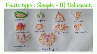 1 Simple a Dehiscent Fruit [upl. by Peppel]