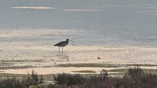 20241109 Naravni rezervat ŠKOCJANSKI ZATOK CHARADRIIFORMES Numenius arquata VELIKI ŠKURH [upl. by Nilhsa]