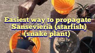 Easiest way to propagate sansevieria cylindrica boncel starfish plant snake plant [upl. by Ydnerb]