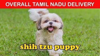 SHIH TZU PUPPY SALE IN TAMIL NADU  BUY WITH DELIVERY SERVICE  AFFORDABLE PRICES amp QUAILITY PUPPIES [upl. by Ayojal]