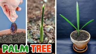 Palm Tree Growing From Date Seed Time Lapse 230 Days [upl. by Etteiluj517]