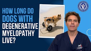 How long do dogs with Degenerative Myelopathy live [upl. by Tavey675]