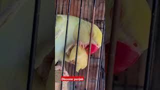 Very beautiful ringneck short shorts shortsvideo birds viral trending reels facebook parrot [upl. by Aimet]