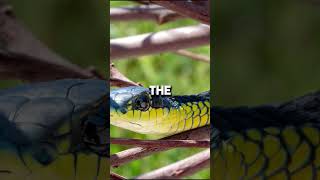 Boomslangs The Terrifying Tree Snake You Never Saw Coming [upl. by Benisch254]