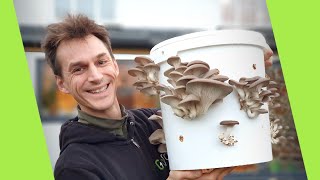 Growing Mushrooms in a Bucket Super Easy Method  GroCycle [upl. by Nahshun]