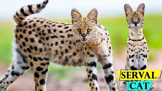 Serval Cats  Facts About African Serval Cats You Need to Know [upl. by Cody499]