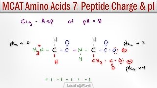 How to Calculate Peptide Charge and Isoelectric Point MCAT Trick [upl. by Hgielar454]