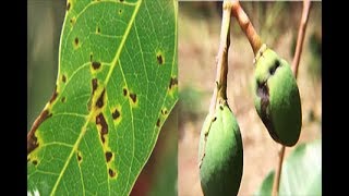 METHOD TO TREAT BACTERIAL BLACK SPOT DISEASE OF MANGO Xanthomonas campestris  PART 2 [upl. by Kaazi]