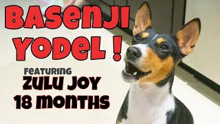 Basenji Yodel  18 month old Zulu Joy [upl. by Eihtak]