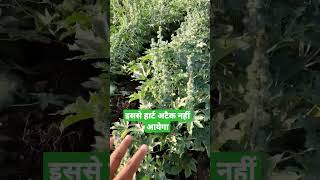 Castor Farming in India Castor Seed Production अरण्डी का बीज उत्पादन कैसे करें agriculture [upl. by Opalina877]