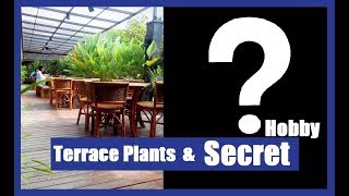 My Terrace Plants and Revealing a Secret Hobby  Urdu Hindi  2018 [upl. by Civ484]