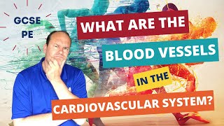 GCSE PE What are the blood vessels in the cardiovascular system [upl. by Thorr]