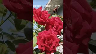 some colour in my garden flowergarden naturelovegarden🌺🌹🌷🏵️💐🌸 [upl. by Ayeka]