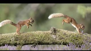 Squirrel Chirping and Barking sounds [upl. by Elie]