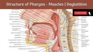 Structure of Pharynx  Layers  Muscles  Constrictors amp Longitudinal  Nerve Supply Deglutition [upl. by Arleta]