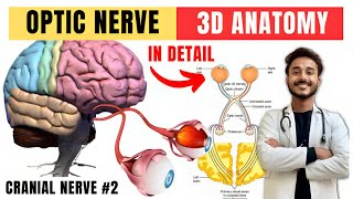 cranial nerve anatomy  visual pathway and lesions  cranial nerve 2 anatomy [upl. by Norraa]