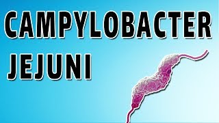 Campylobacter Mechanism and Side Effects [upl. by Nivrek]