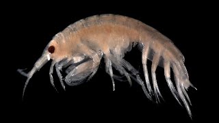 Facts Amphipods [upl. by Nitsu402]