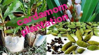 Cardamom plantation Queen of spicesCardamomPrivate farmPeerumeduIdukkiKeralaTrue Cardamom [upl. by Aenahs]