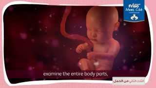 Second trimester of pregnancy الثلث الثاني من الحمل [upl. by Niddala]