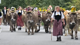 Alpabfahrt 2024 HornbachWasenSumiswald emmental tradition hornbach wasen sumiswald heimat [upl. by Hanikahs]