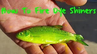 The Best Live Bait Ever How to Fire Dye Golden Shiners [upl. by Nefen]