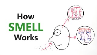 How smell works  Olfactory system [upl. by Rehtaef917]