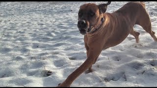 Rhodesian Ridgeback attacks Sled and kicks off Father amp Son [upl. by Leopoldine]