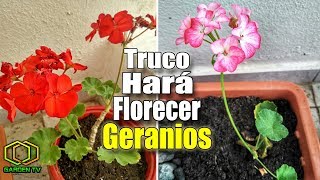 MIRA COMO HACER FLORECER TUS GERANIOS [upl. by Vial]