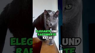 4 Katzenrassen für Allergiker 😮🔥 [upl. by Enileuqkcaj]