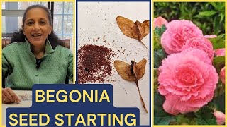 How To Grow Begonias From Seed [upl. by Nets813]