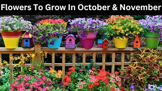 Flowers To Grow In October and November  Flowers to plant in October and November [upl. by Marika729]