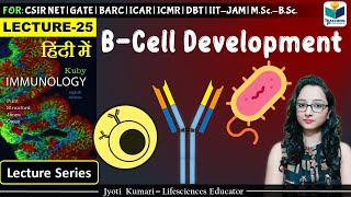 Immunology B Cell Development  Lecture25 [upl. by Ylsew]