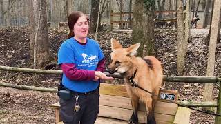 Lucky the Maned Wolf Going On a Walk with Keeper Rachel [upl. by Mayrim981]