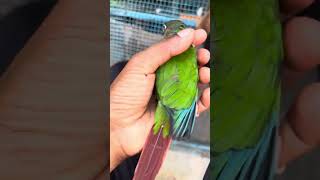 yellow sided conure 9633917470 adhi pets kollam kadakkal [upl. by Leavy]