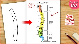 How to Draw Spinal Cord Diagram Drawing  Human spine anatomy drawing  Easy step by step [upl. by Faunia847]