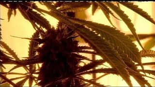 Bundesstaat New York will Marihuana zur Behandlung erlauben [upl. by Adiol198]