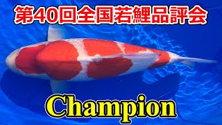 【受賞鯉】第40回錦鯉全国若鯉品評会 2024年3月2324日 [upl. by Euqenimod]