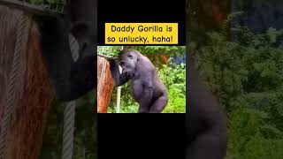 TDaddy Gorilla is so unlucky haha Gorilla MischievousKid cute animals babyanimals [upl. by Akimehs]