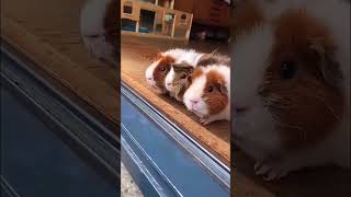 Cute guinea pig ❤️ cute pigs shorts guineapig cute animals tiktok pig fun [upl. by Dnalyk]