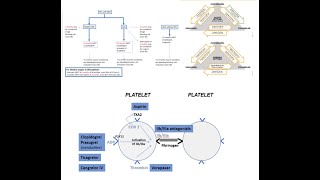 Antiplatelet therapy periPCI acute and longterm management Elias Hanna Univ Iowa [upl. by Akiaki]