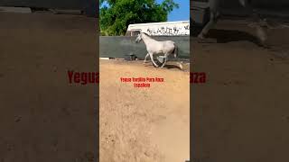 Yegua Tordilla PRE viral california horse caballos shorts [upl. by Hanahs]