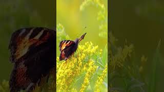 Beautiful Butterflies amp The Best Relaxing Piano  Sleep Relaxing Music [upl. by Ablasor197]