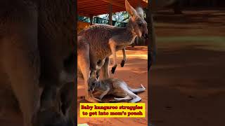 Is This the Most VIRAL Animal Video of 2024 shorts trending animals 2024 video viralvideo [upl. by Nyrrek751]