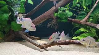 Geophagus Red Head Tapajos starting to get colours [upl. by Arissa]